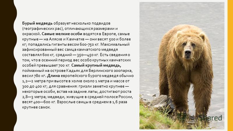Максимальная скорость бурого медведя км ч. Бурый медведь Размеры. Размеры медведей. Бурый медведь вес. Рост бурого медведя в холке.
