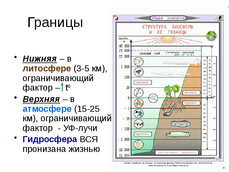 Биосфера и биомы презентация 11 класс