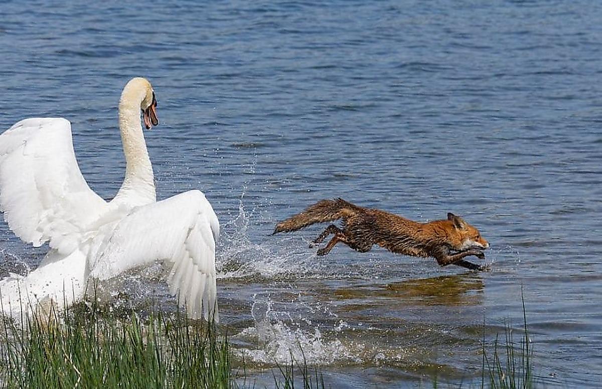 Чем можно покормить лебедей на озере или море, чтобы не навредить
