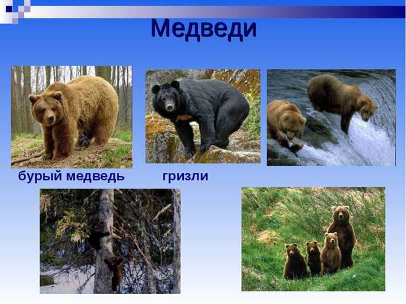Медведь гризли или серый медведь: питание, размножение, где обитает