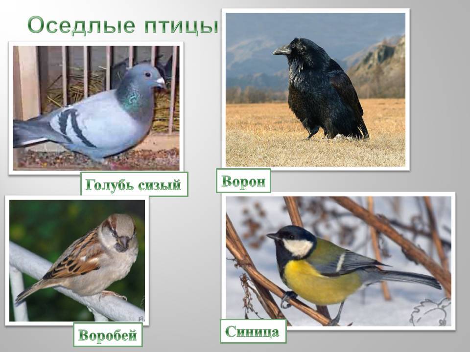 Оседлые это какие. Воробей голубь оседлые птицы. Седая птица. Оседлые птицы названия. Оседлые птицы России.