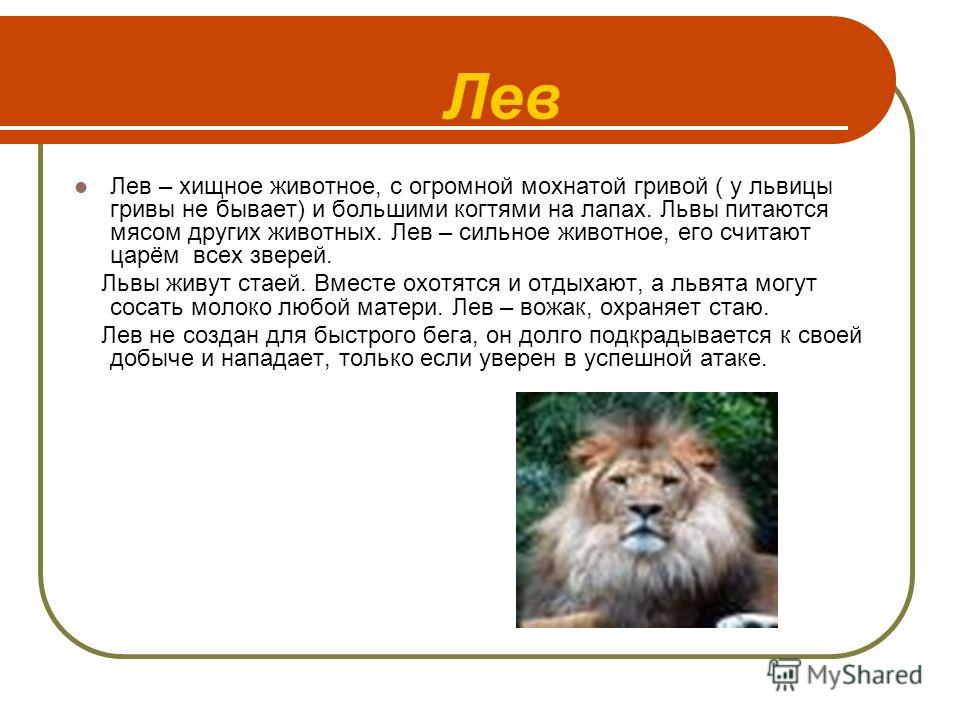 Информация про льва