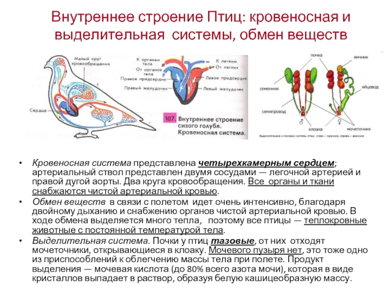 Презентация внутреннее строение птиц 7 класс фгос пономарева