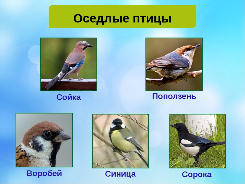 Птицы примеры. Оседлые птицы. Седая птица. Оседлые птицы названия. Оседлые птицы для детей.