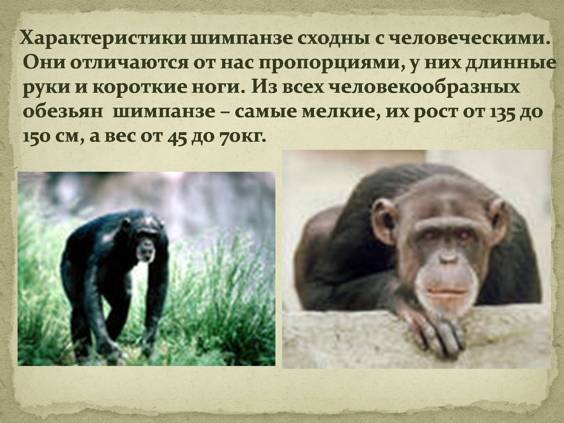 Шимпанзе прилагательное по смыслу. Обезьяна для презентации. Интересные факты про обезьян. Удивительные факты про обезьян. Информация о шимпанзе.