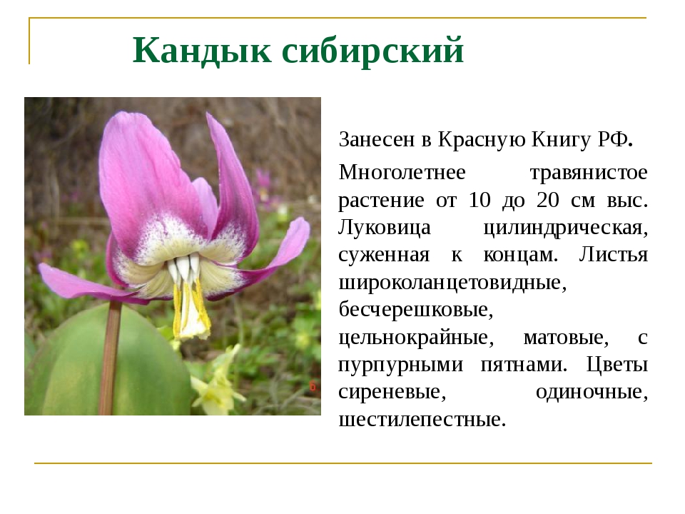 Красная книга растения. Кандык Сибирский красная книга. Характеристика Кандык Сибирский. Кандык Сибирский ( Erythronium sibiricum).. Кандык Сибирский описание.