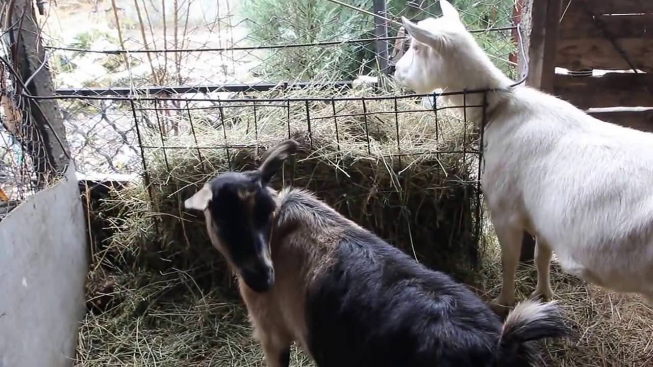 Чем кормят домашних коз. Коза дойная. Козлятник для коз зимний. Сарай для коз.