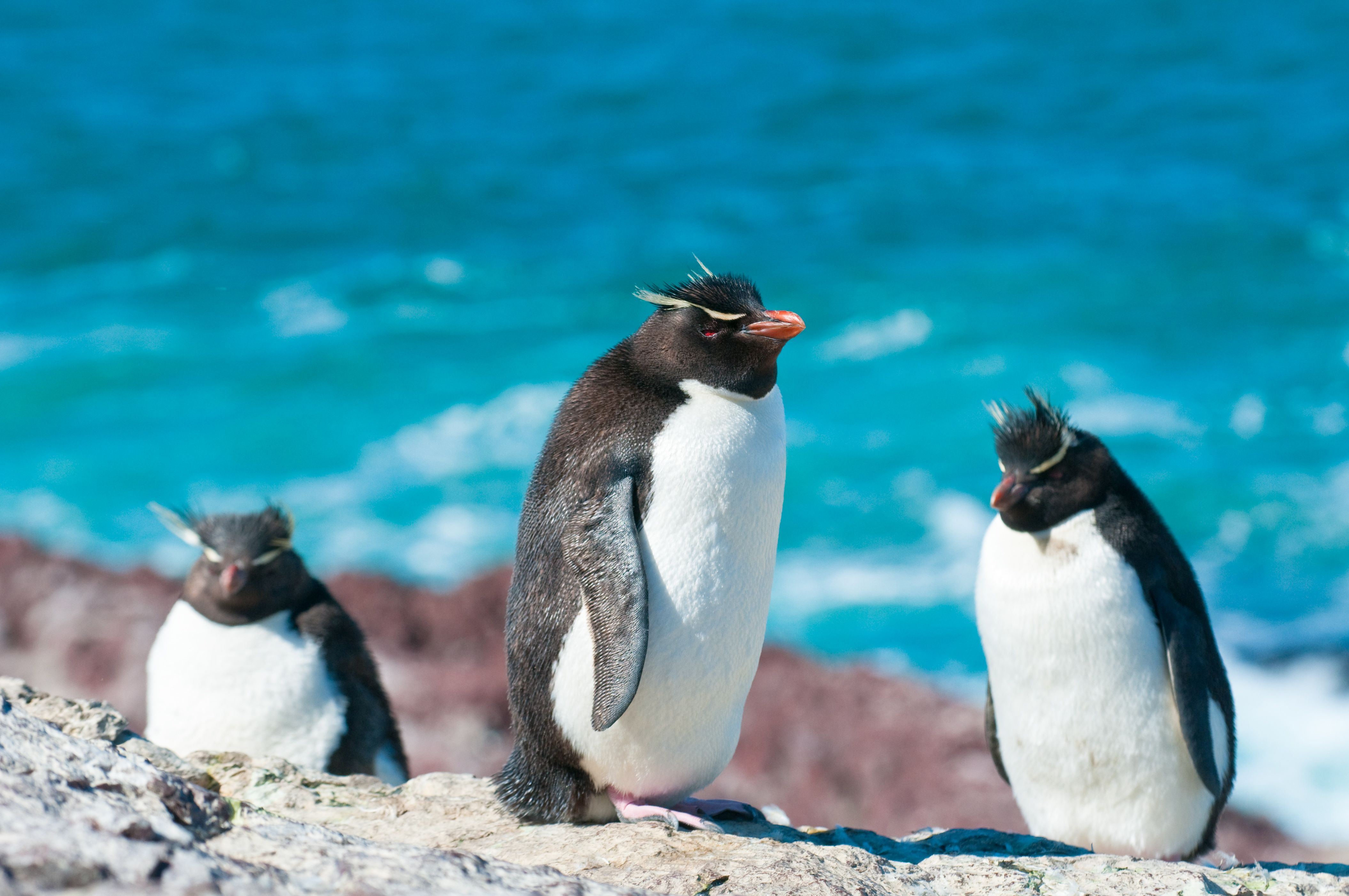 Пингвины — описание видов, особенностей и мест, где они живут
