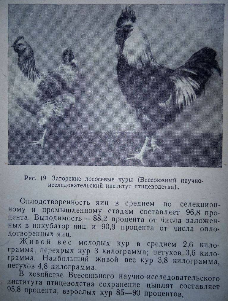 Куры амрокс: описание породы, содержание, отзывы, видео, фото