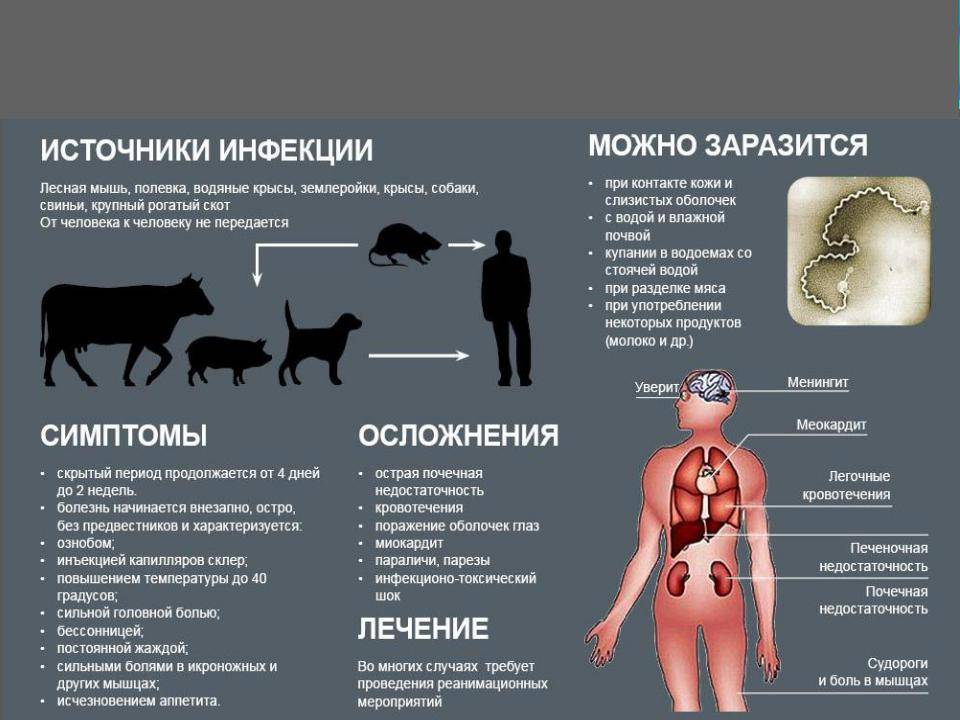 Болезни шиншилл чаще всего появляются по причине неправильного ухода, содержания или рациона питания Признаки болезней и методы лечения