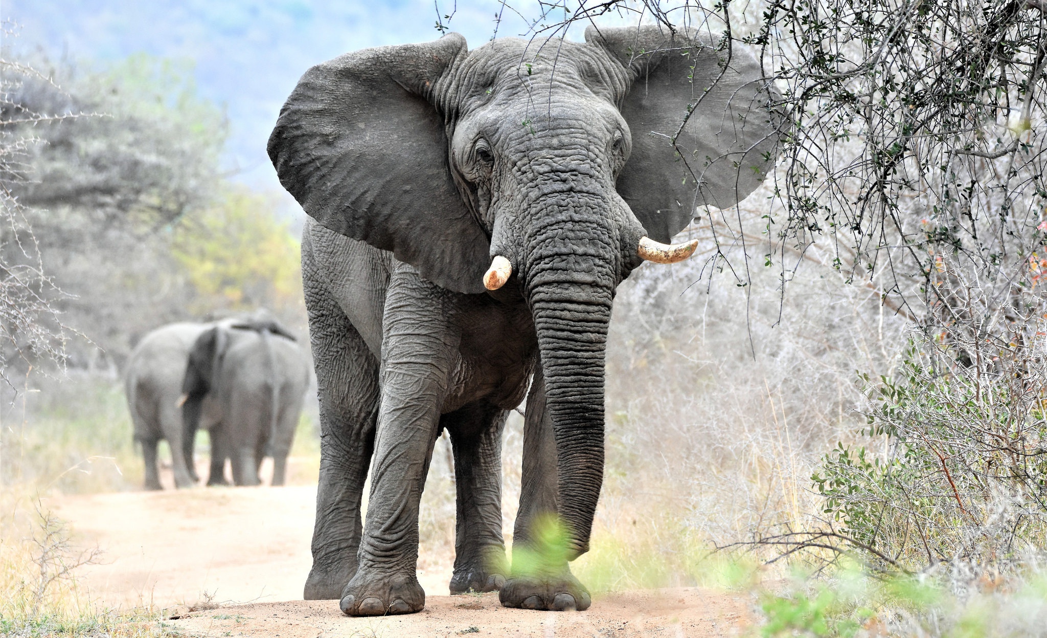 Внешний вид слонов. Хобот африканского слона. Африканский слон слон. Животные Африки Африканский слон. Африканский саванный слон.