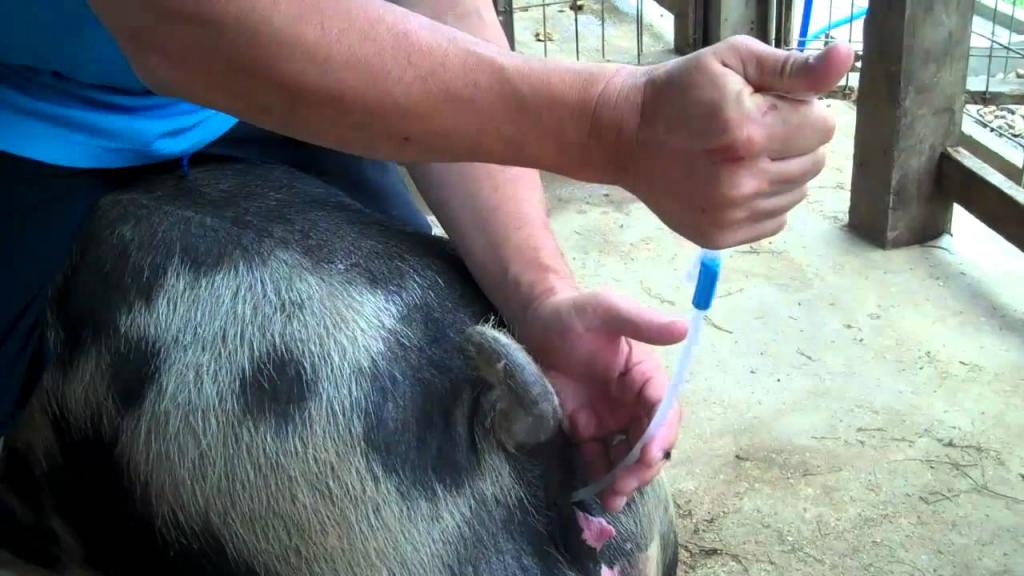 ᐉ искусственное осеменение свиней в домашних условиях - zooon.ru