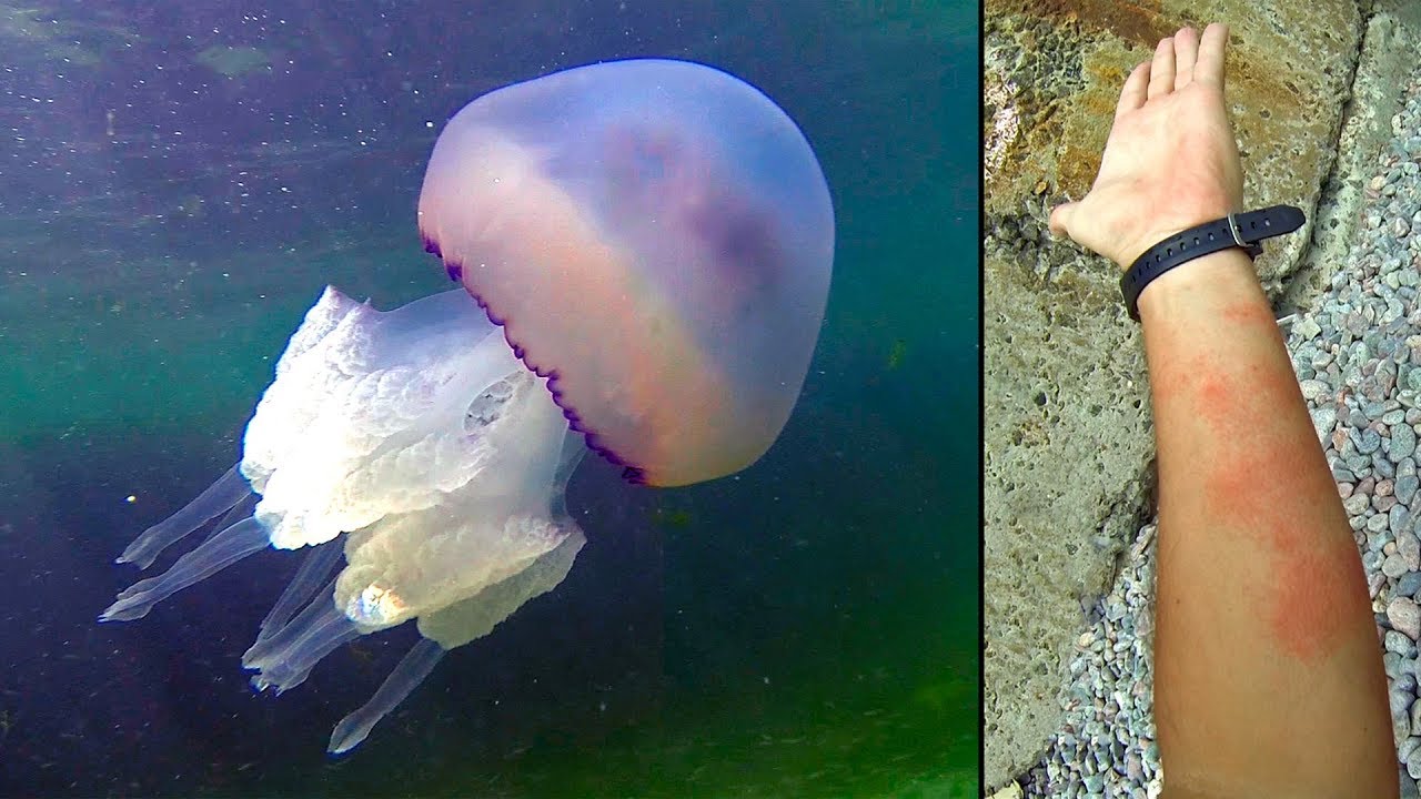 Чем опасны медузы. Медуза корнерот в черном море. Медуза корнерот большая. Корнерот медуза в черном. Корнерот Черноморский.