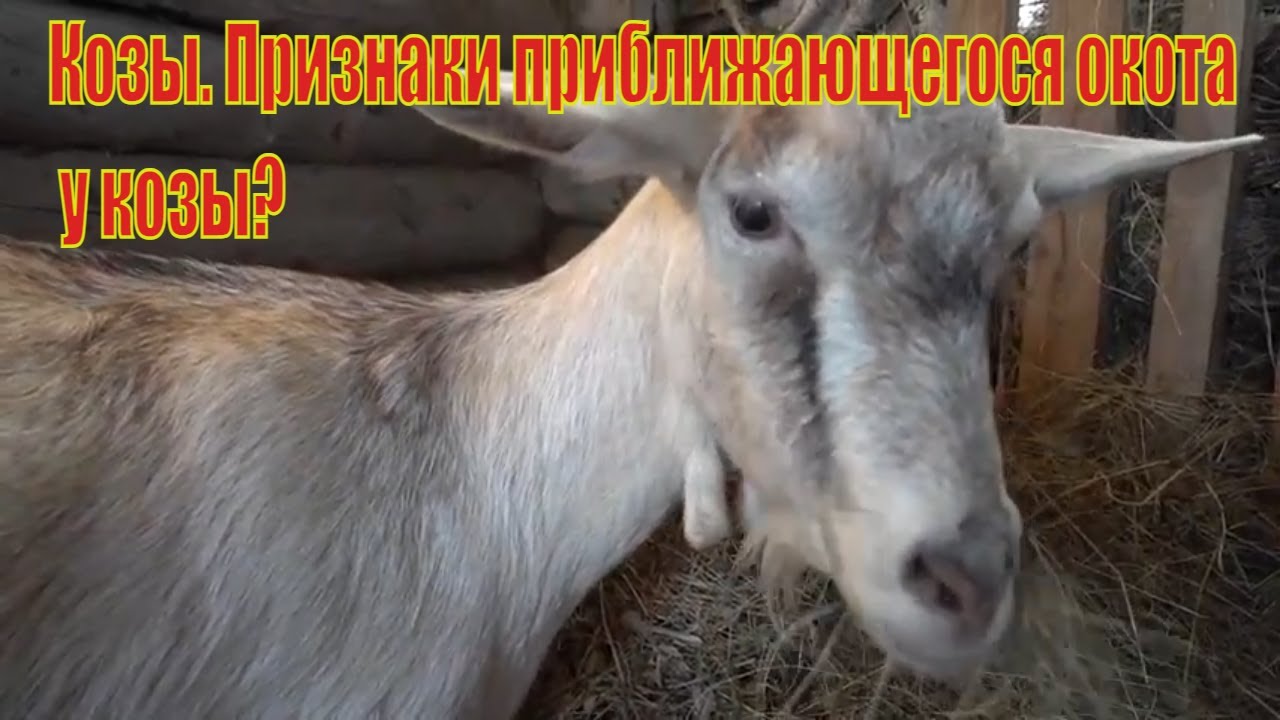 ᐉ окот козы: подготовка, признаки, процесс родов, осложнения и последующий уход - zookovcheg.ru