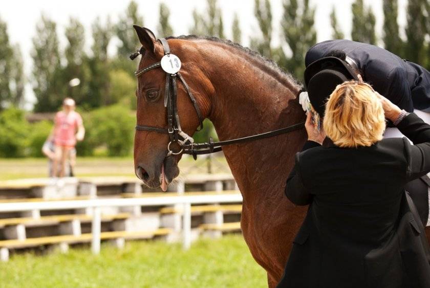 Как приручить лошадь: налаживаем контакт, знакомим с амуницией