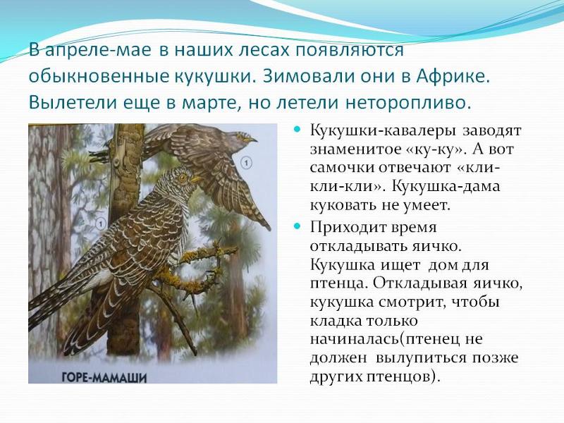 Коноплянка