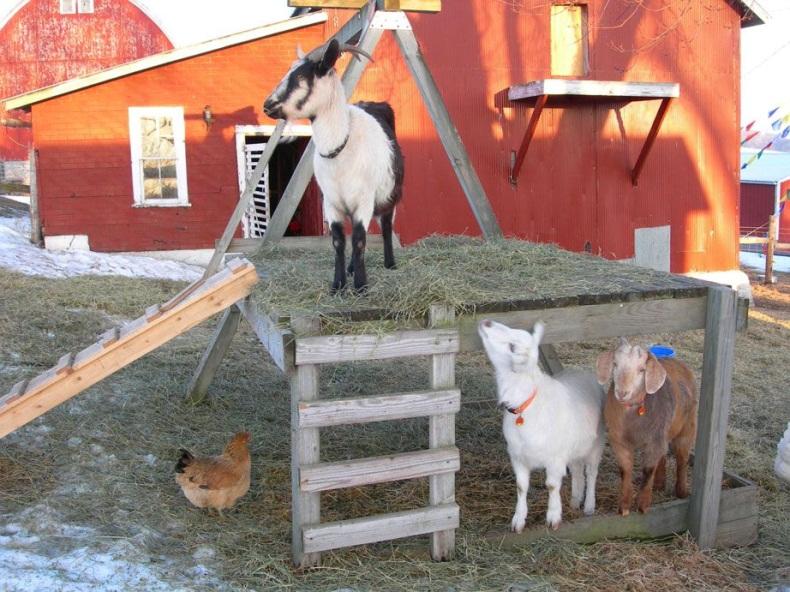 Содержание коз зимой и в холодное время