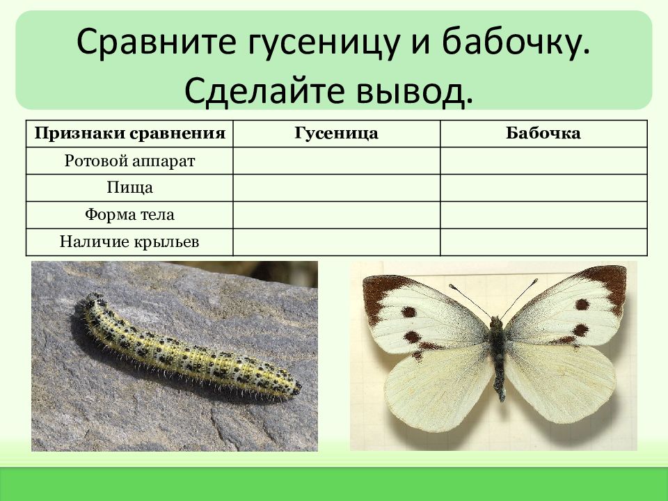 Бабочка капустница- как выглядит, чем опасна, как избавиться от гусеницы