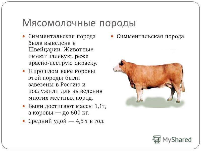 Кормление крупного рогатого скота: как выбрать правильный рацион