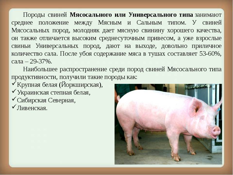 Мангалица венгерская: описание породы, содержание и уход