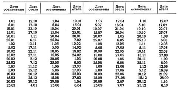 Отёл коров: признаки, сколько дней длится, подготовка