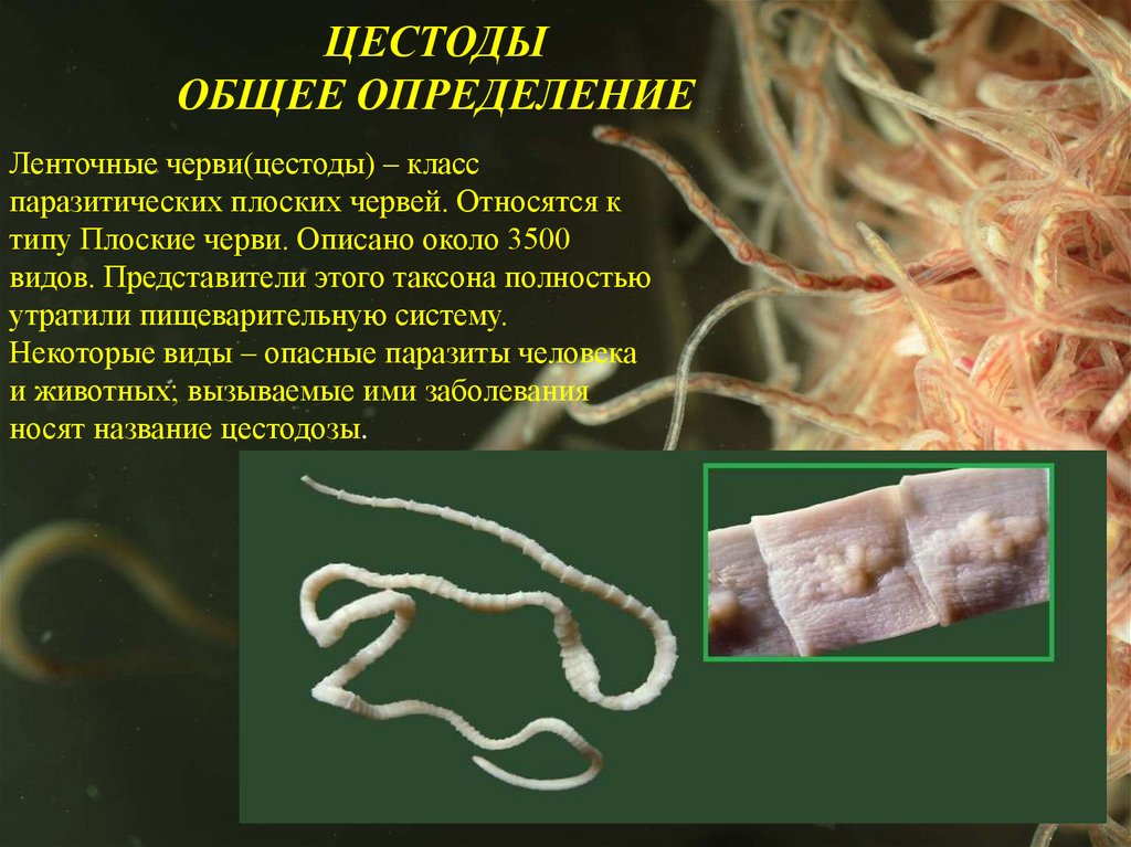 У кролика глисты: симптомы, последствия, лечение, и обзор препаратов