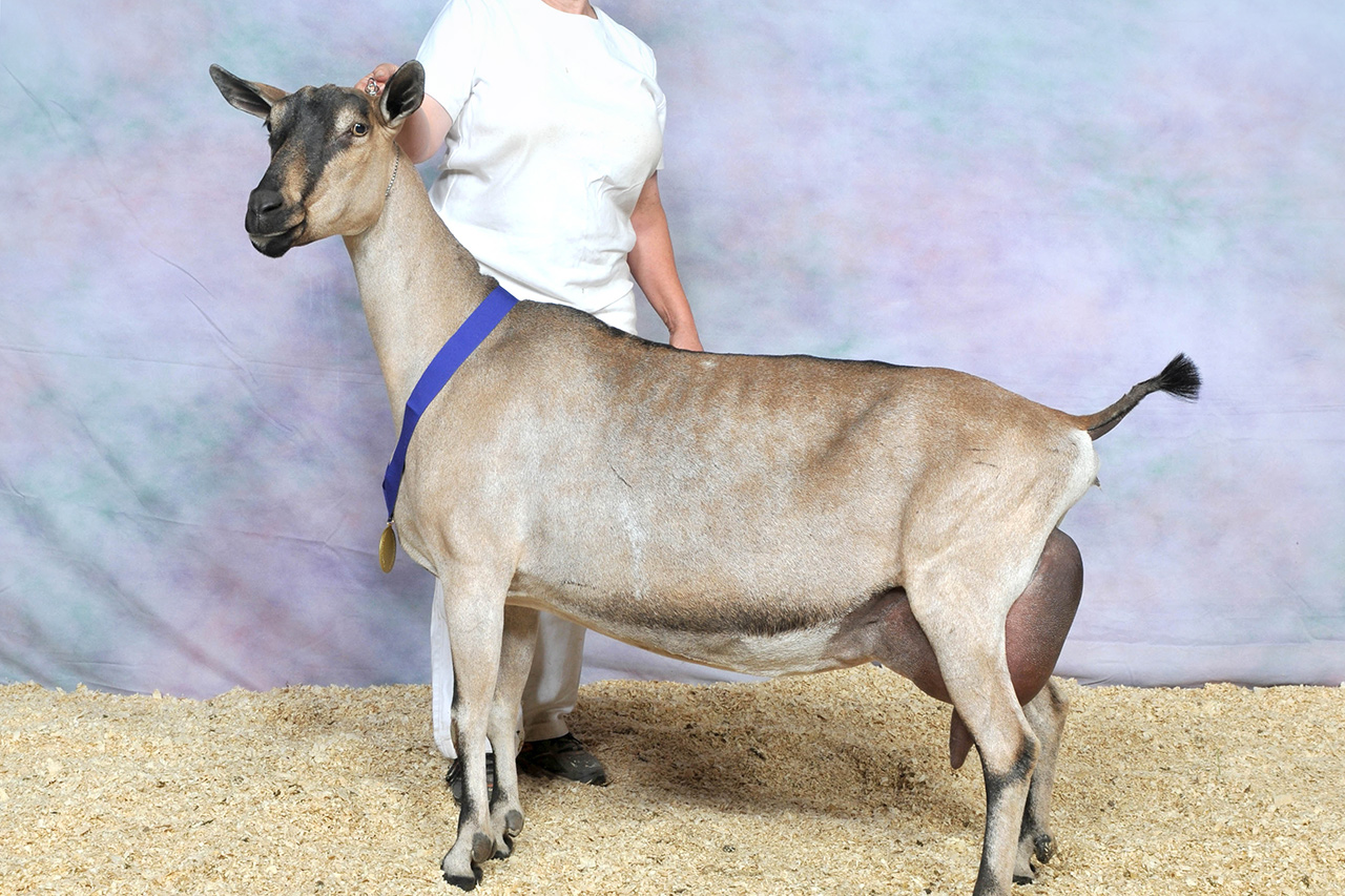 6 самых популярных восточных пород коз и особенности их содержания