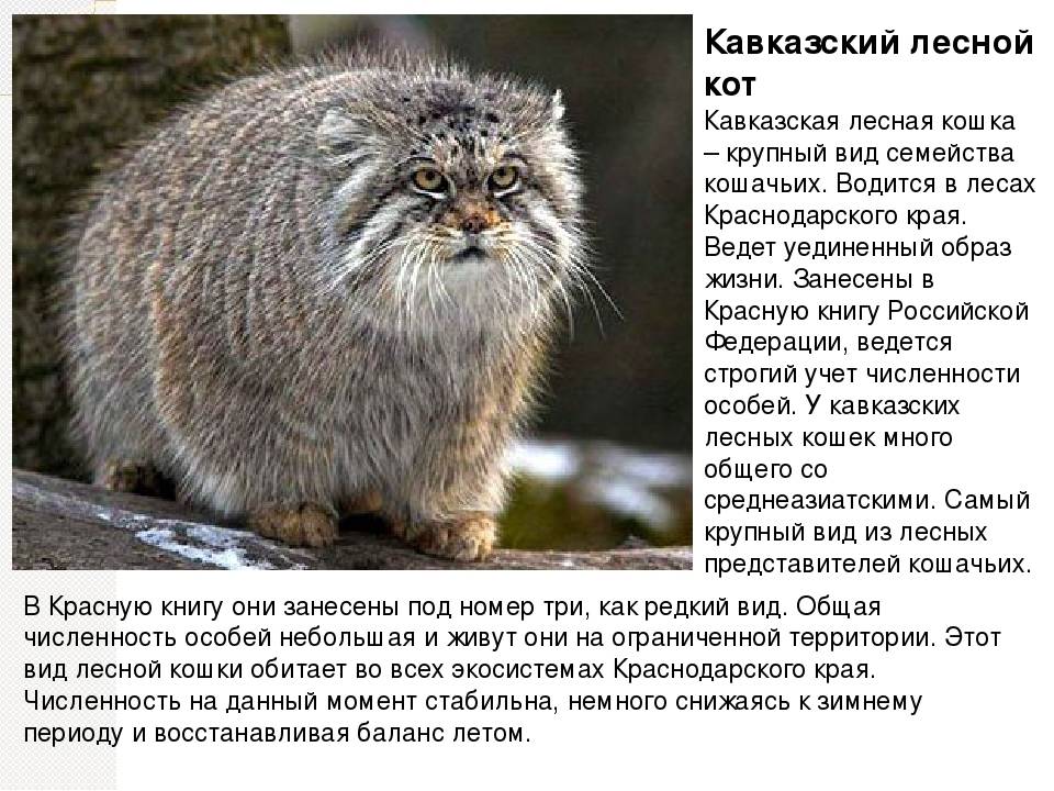 Кавказская лесная кошка фото и описание