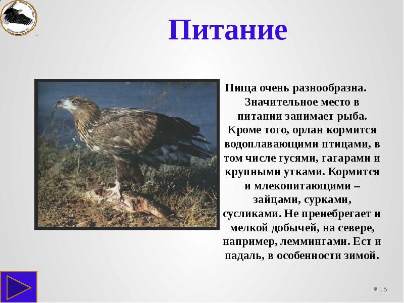 Орлан птица фото и описание