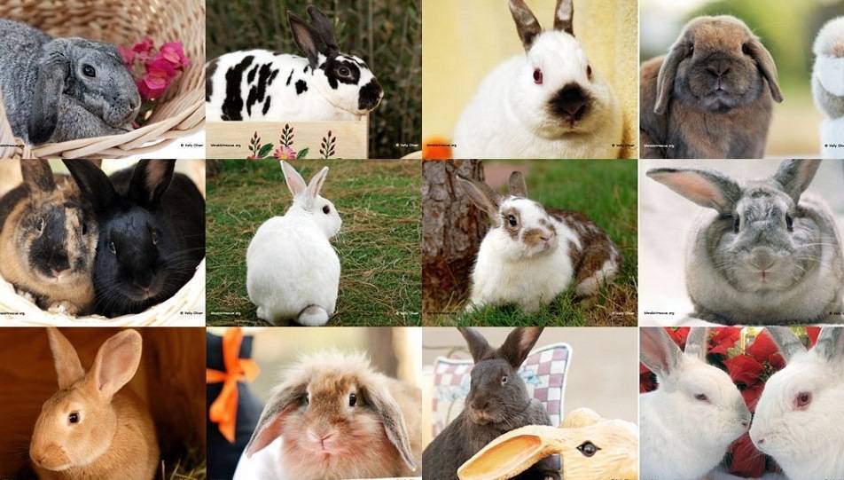 10 самых милых пород декоративных кроликов