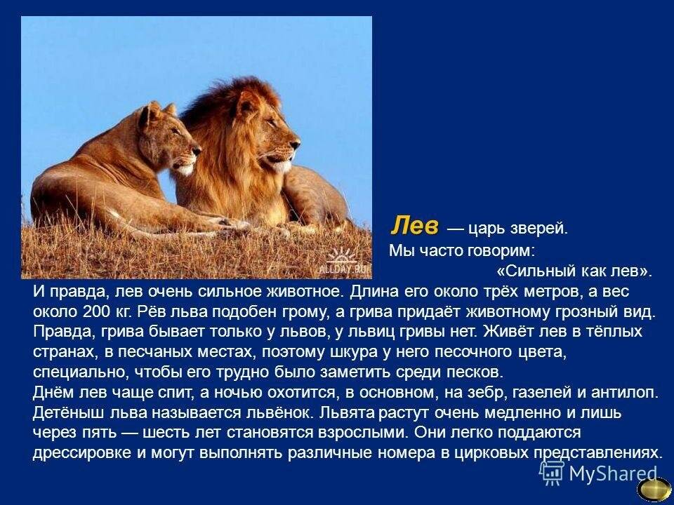 Можно считать что львы. Рассказ про Льва. Описание Льва. Сообщение о Льве. Лев краткое описание.