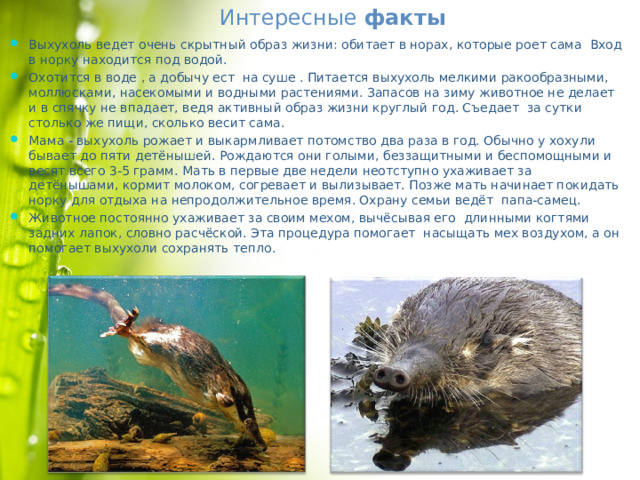 Выхухоль: фото, описание реликтового животного