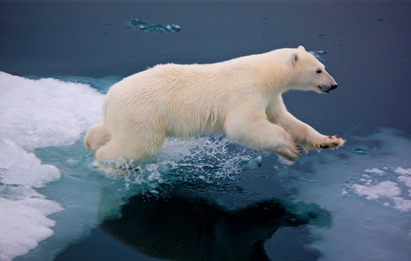 Белый медведь животное. описание, особенности, образ жизни и среда обитания медведя