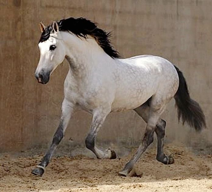 Андалузская лошадь — описываем обстоятельно