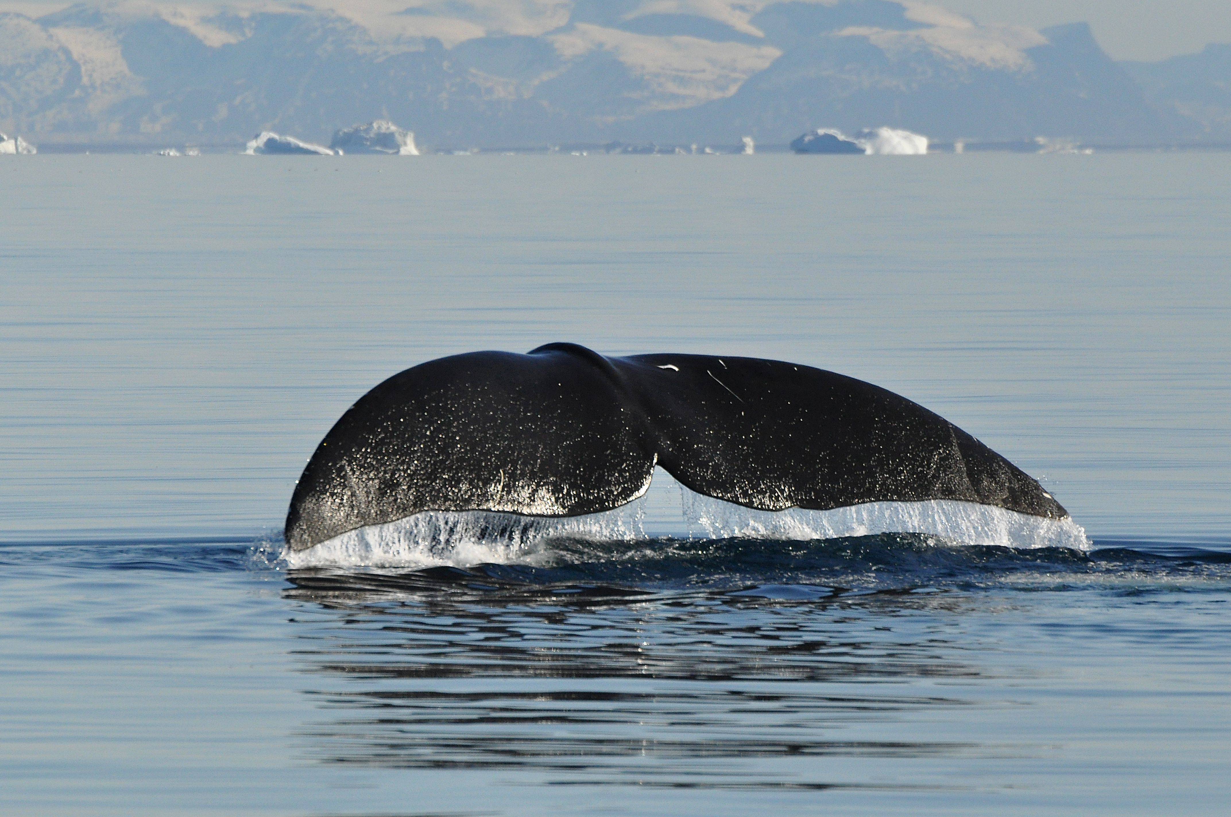 Гренландский или полярный кит