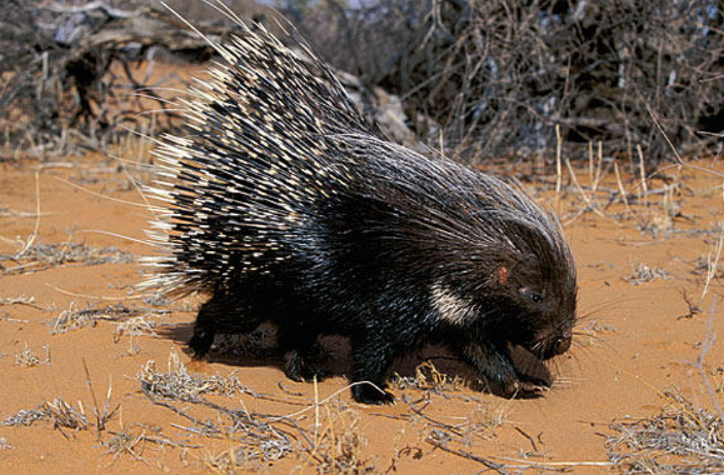 Южноафриканский Дикобраз hystrix africaeaustralis