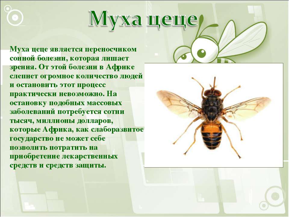 Презентация муха цц