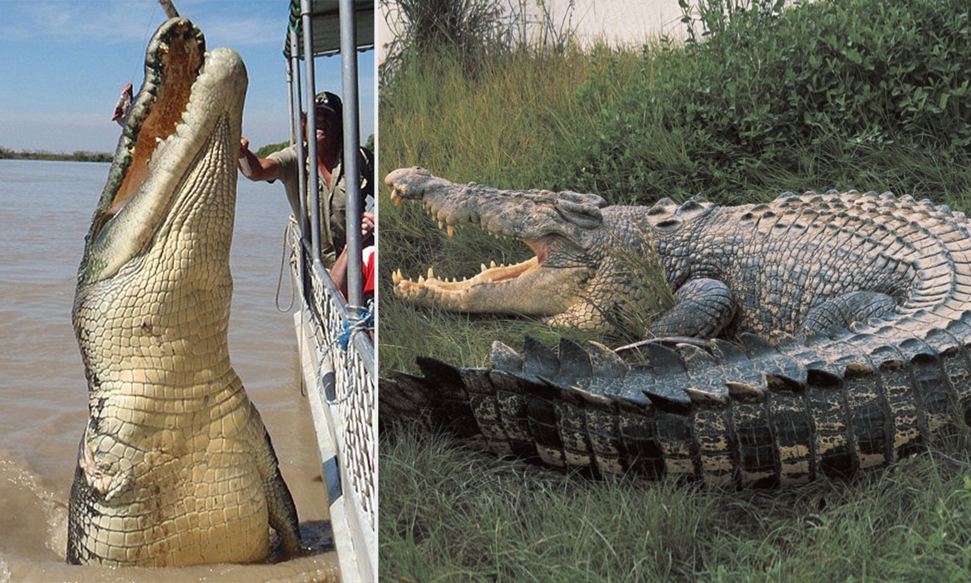 Виды крокодилов: описание, особенности и среда обитания