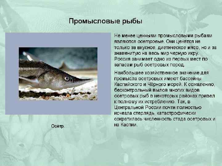 Рыба скафирингус