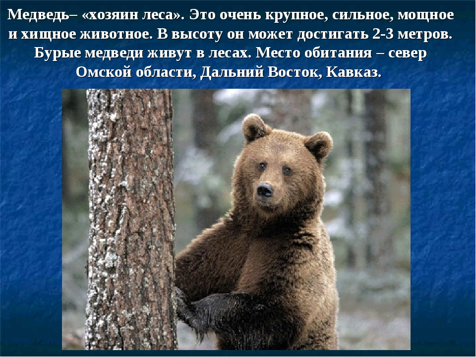 Камчатский бурый медведь описание картины 5 класс. Описание медведя. Бурый медведь символ России. Проект про бурого медведя. Бурый медведь описание.