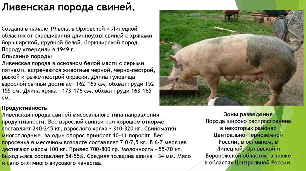 Направление пород свиней. Туклинская порода свиней. Сальные породы свиней. Белая свинья порода. Ливенская порода свиней.