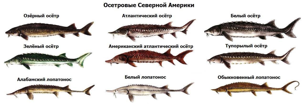 Лопатонос: описание рыбы, где водится