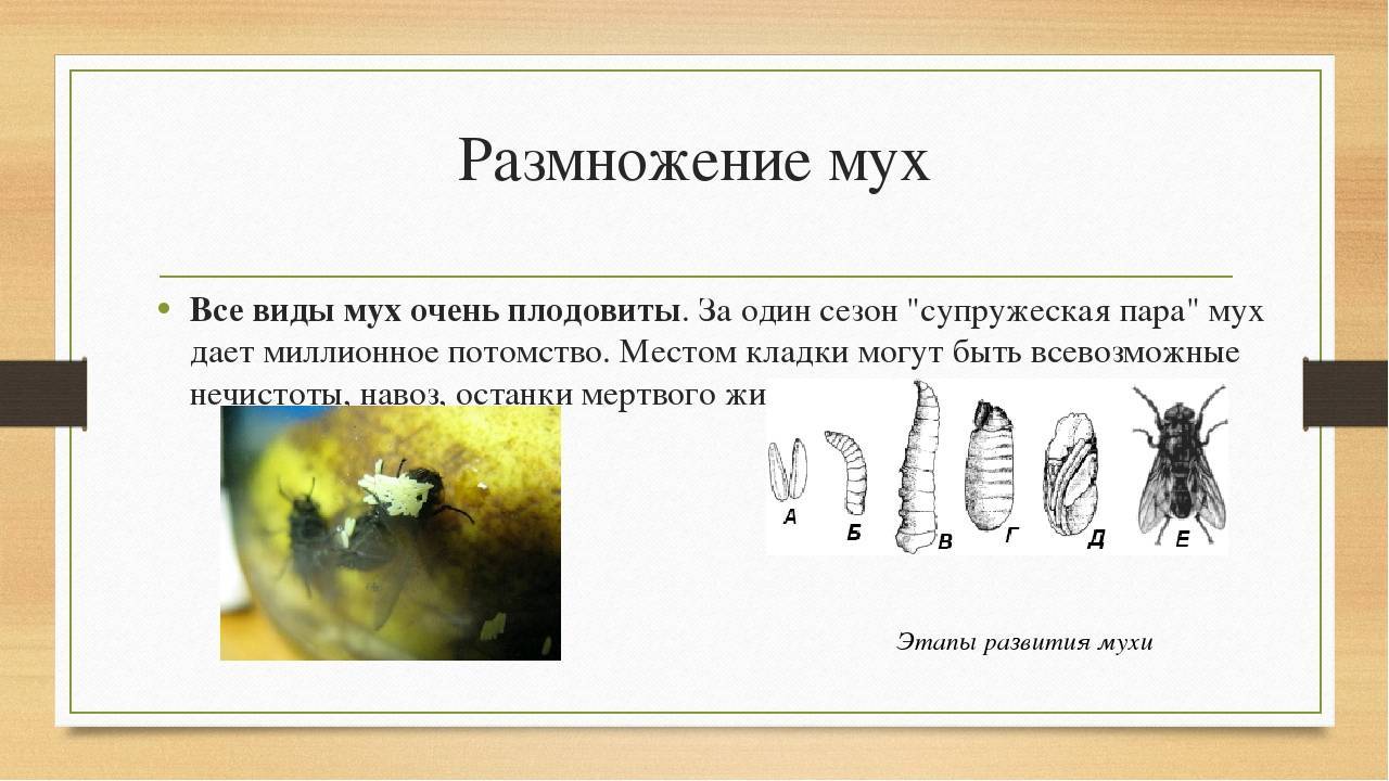 Откуда мухи в закрытом помещении. Особенность размножения мух. Как размножаются мухи. Этапы развития мухи. Размножение комнатной мухи.