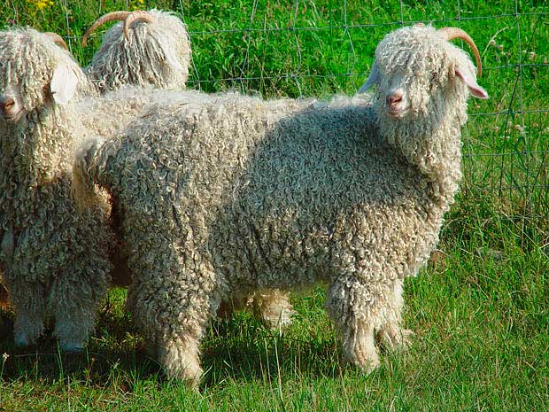 Дойные козы: 7 молочных пород без запаха, которые дают больше молока