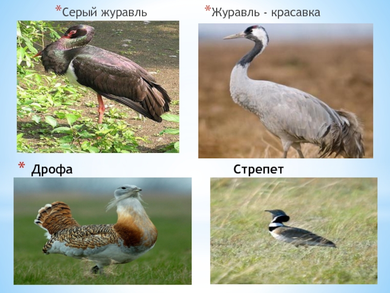 Животные красной книги: редкие виды, занесенные в список