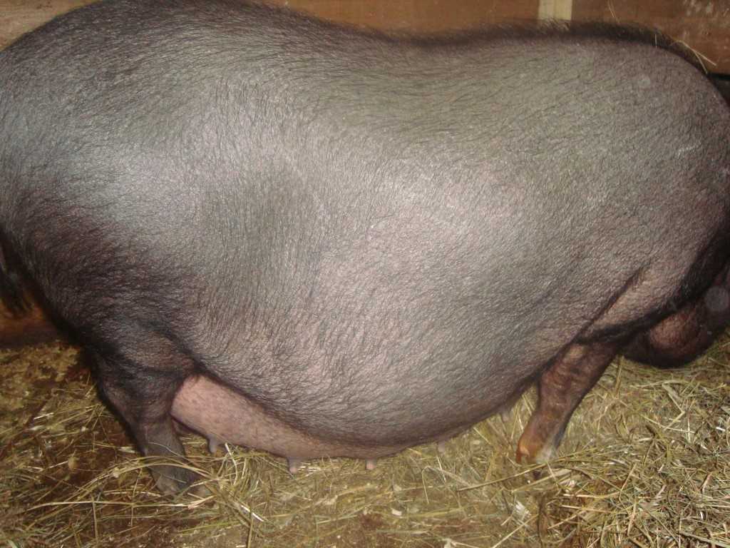 Вымя свиньи. Супоросная Вьетнамская Свинка. Опорос вьетнамские поросята. Супоросные свиноматки. Беременность свиноматки.
