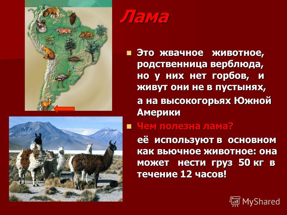 Лама лама а4 тест. Сообщение о животном лама. Лама в Южной Америке. Гуанако в Южной Америке. Доклад о ламе.