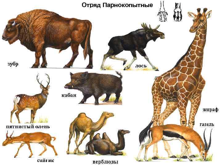 Презентация по парнокопытным