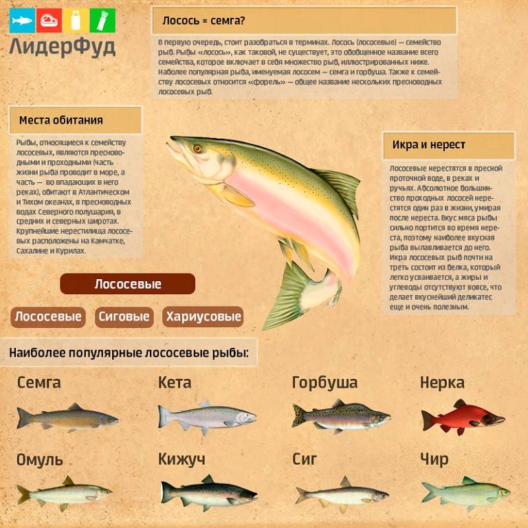 Лососевые рыбы - список с фото и названиями | рыбы семейства лососевых