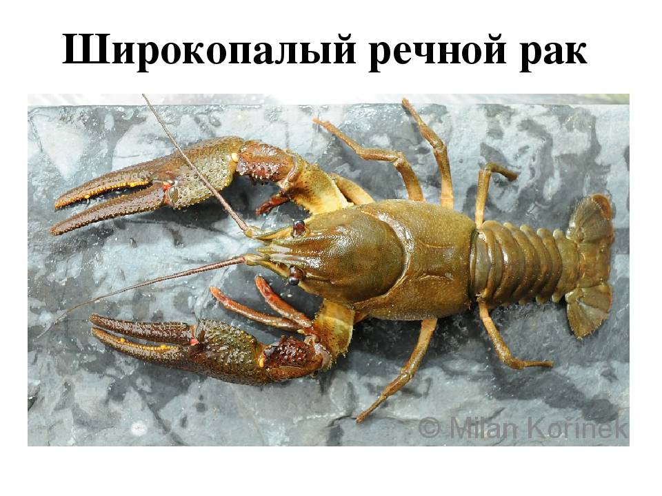 Клешни представителей раков: удивительный животный мир